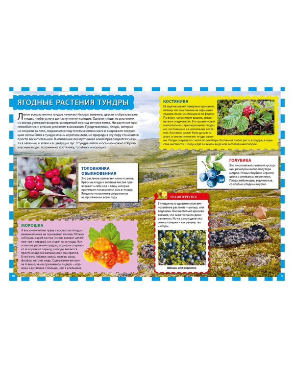 Растения России. Энциклопедия для детей