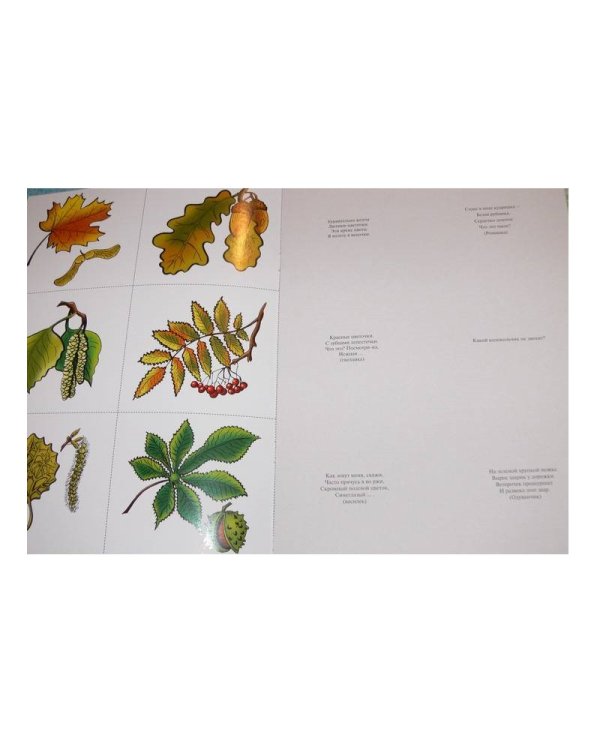 Что лежит в лукошке?