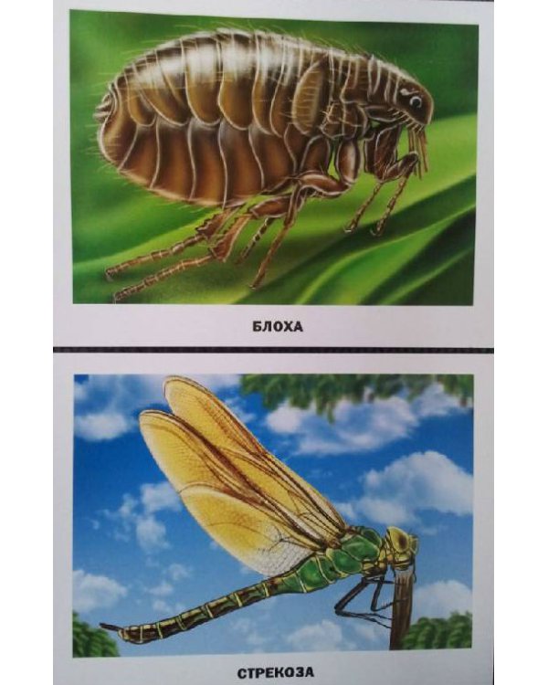 Обучающие карточки "Насекомые"