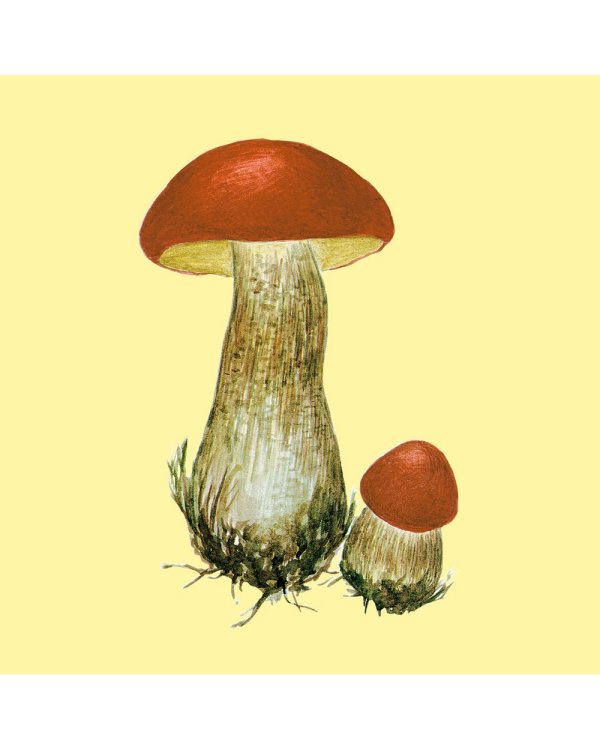 Грибы.Счетный материал от 0 до 10 (репродукция)