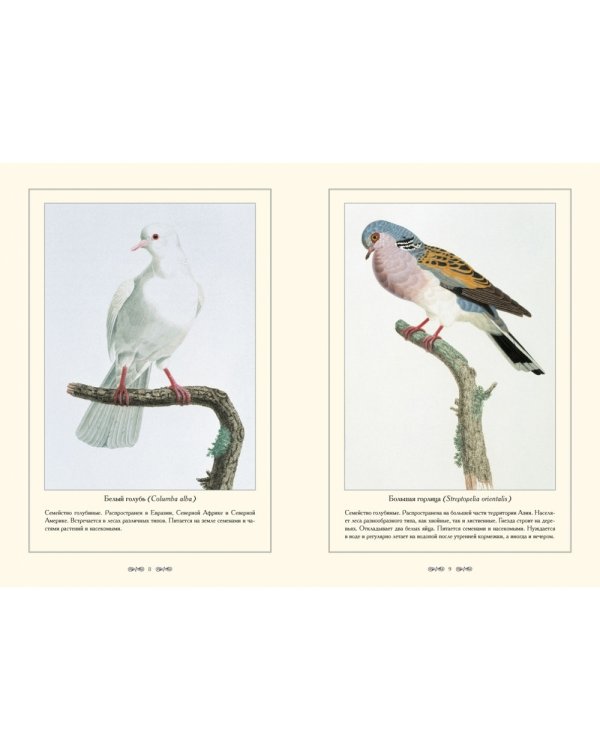 Экзотические голуби.Иллюстр.П.Книп