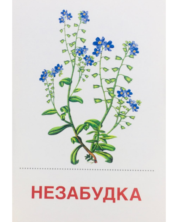 Раздаточные карточки "Цветы полевые" (16 карточек)
