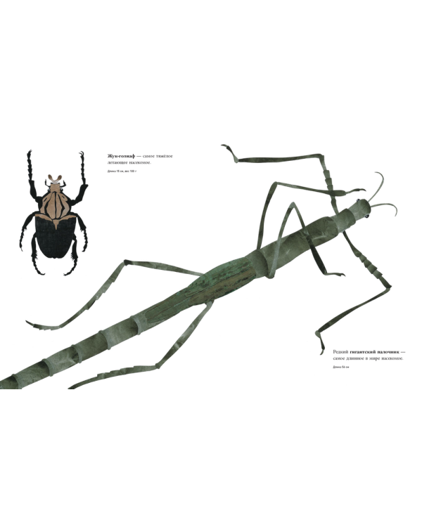 Сравни! Животные в натуральную величину