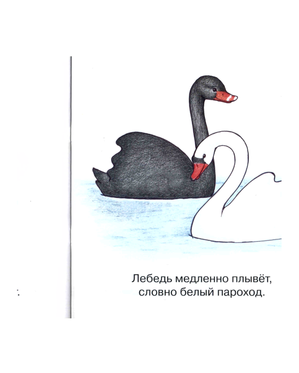 Птицы рядом с человеком (для детей от 1-3 лет)