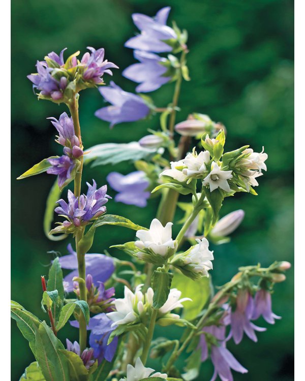 Полевые цветы из полимерной глины.Подробные мастер-классы
