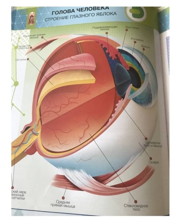 Энциклопедия. Анатомия 4D