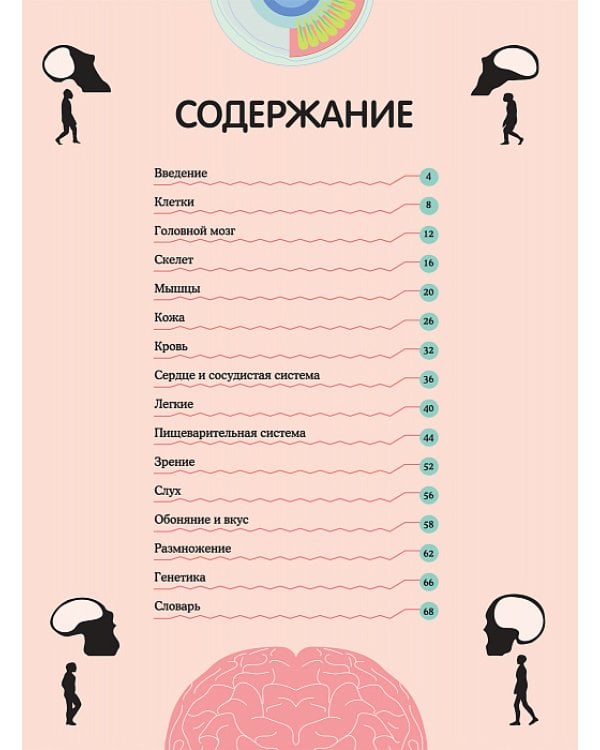 Тело человека. Визуальный гид