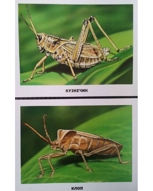 Обучающие карточки "Насекомые"