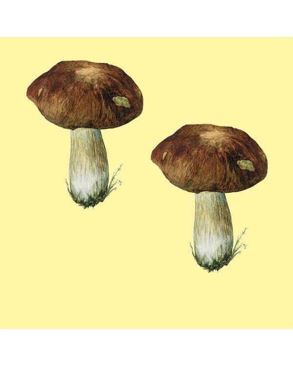 Грибы.Счетный материал от 0 до 10 (репродукция)