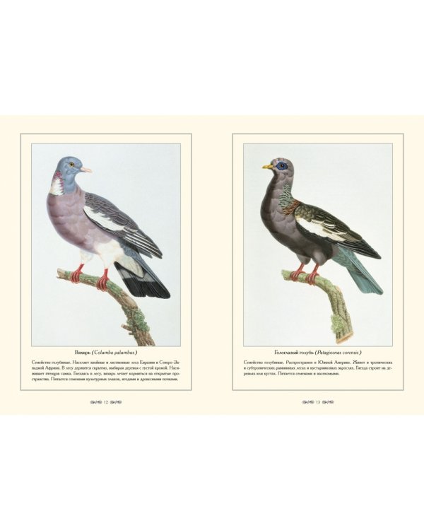 Экзотические голуби.Иллюстр.П.Книп