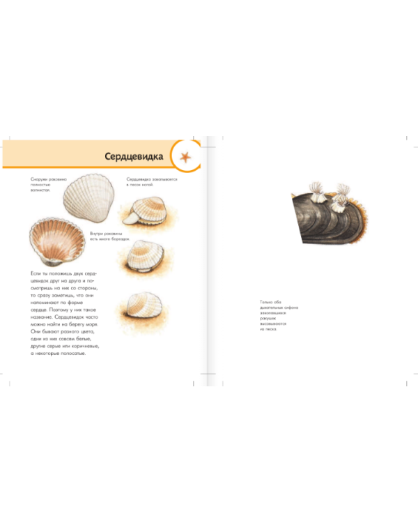 Морской мир