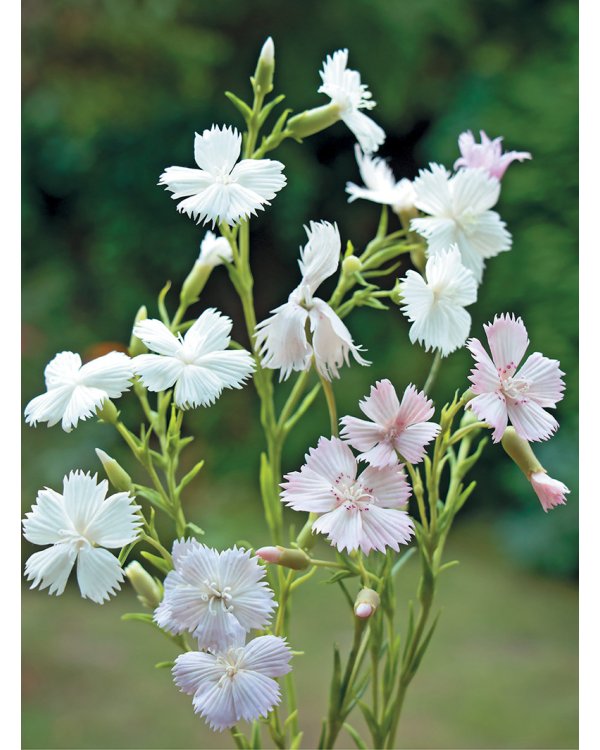 Полевые цветы из полимерной глины.Подробные мастер-классы