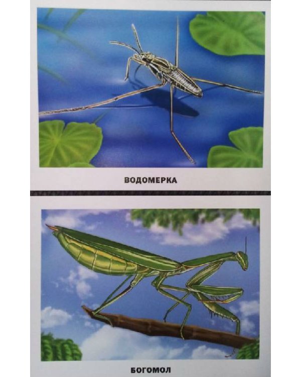 Обучающие карточки "Насекомые"