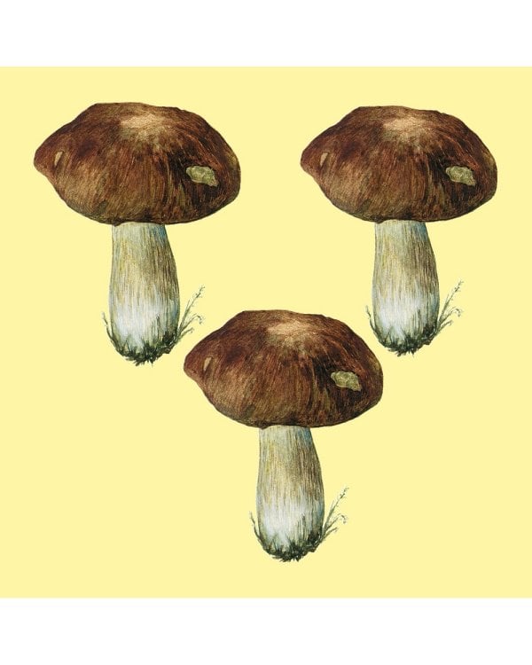 Грибы.Счетный материал от 0 до 10 (репродукция)