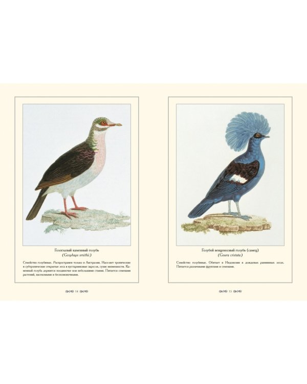 Экзотические голуби.Иллюстр.П.Книп