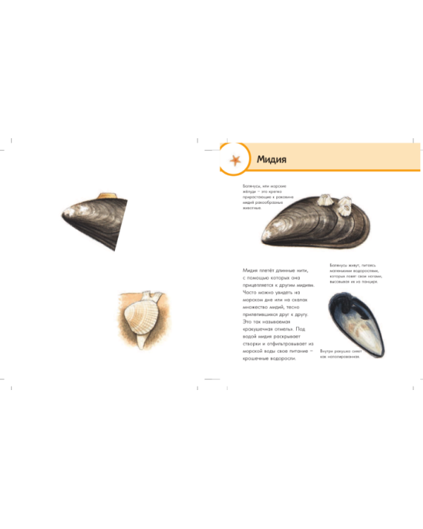 Морской мир