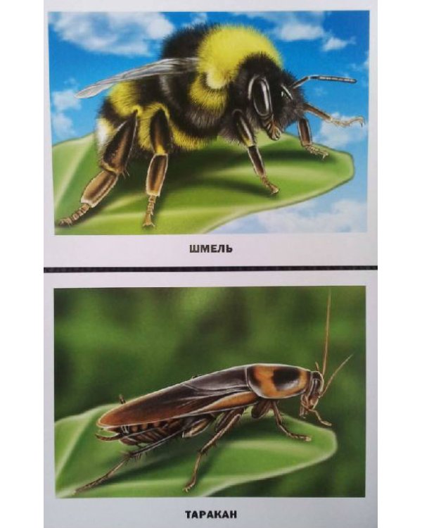 Обучающие карточки "Насекомые"