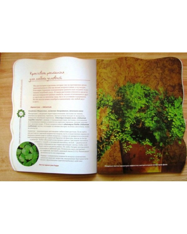 Самые красивые и неприхотливые комнатные растения / Волкова Е.