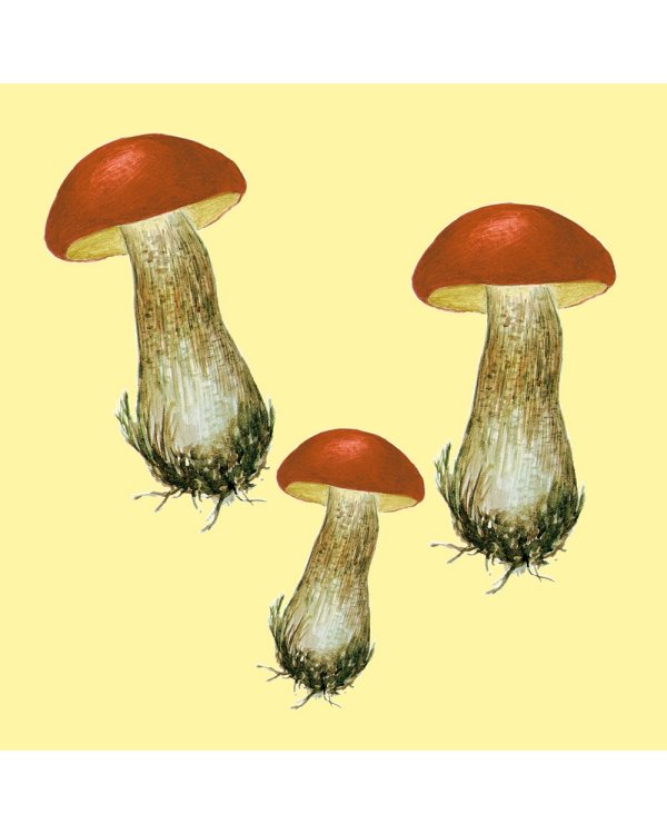 Грибы.Счетный материал от 0 до 10 (репродукция)