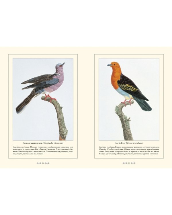 Экзотические голуби.Иллюстр.П.Книп