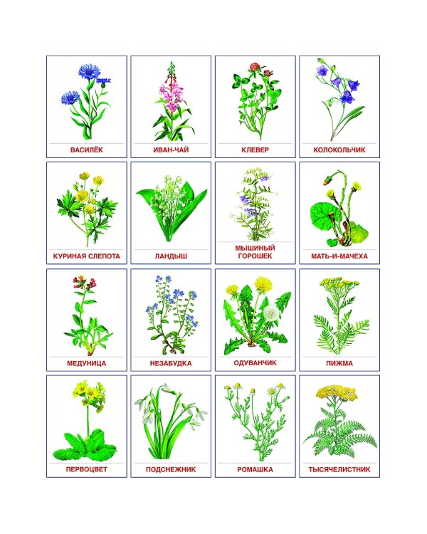 Раздаточные карточки "Цветы полевые" (16 карточек)