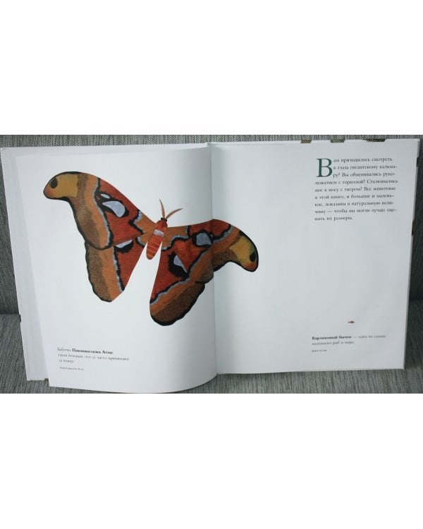 Сравни! Животные в натуральную величину