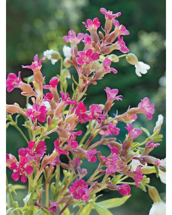 Полевые цветы из полимерной глины.Подробные мастер-классы