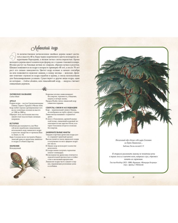 Тайный язык деревьев