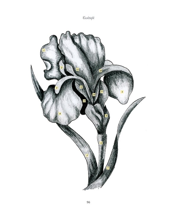 Английская королевская школа вышивания: Шелковая гладь. Художественная гладь. Золотое шитье