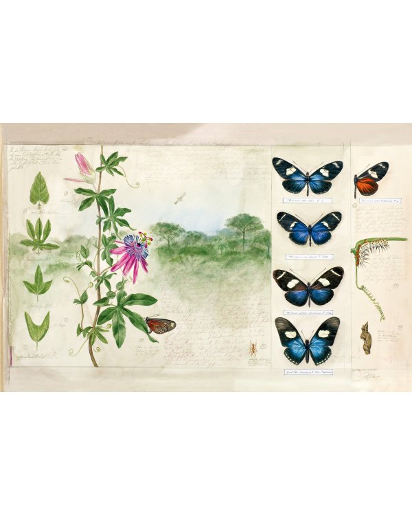 Бабочки. Основы систематики, среда обитания, жизненный цикл и магия совершенства