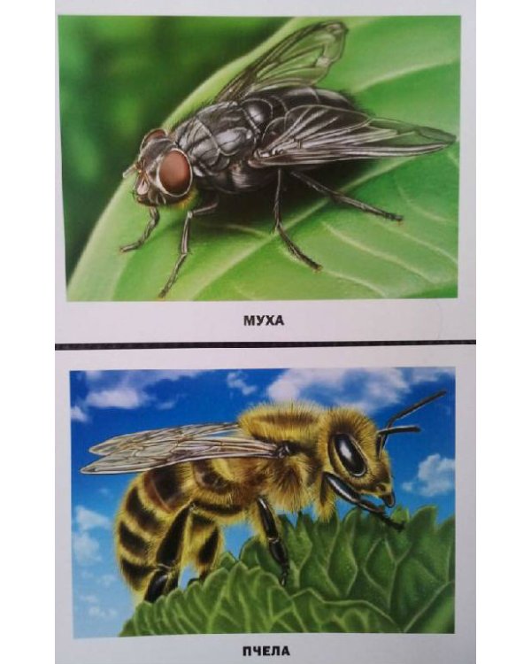 Обучающие карточки "Насекомые"