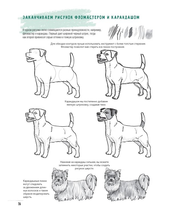 Создаем наброски животных и птиц шаг за шагом:50 проектов с подроб.объяснениями