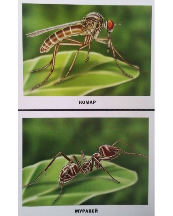 Обучающие карточки "Насекомые"