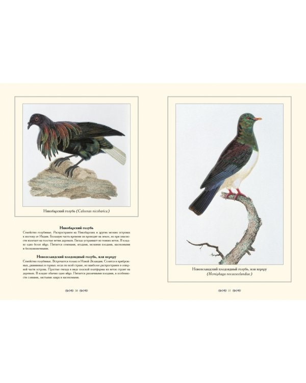 Экзотические голуби.Иллюстр.П.Книп