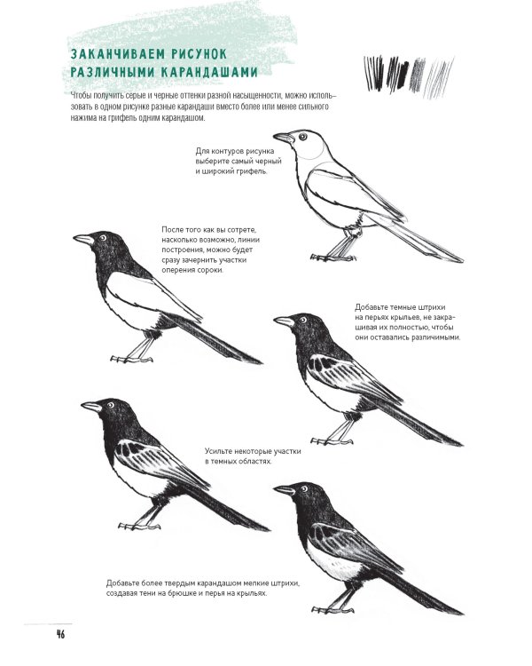 Создаем наброски животных и птиц шаг за шагом:50 проектов с подроб.объяснениями