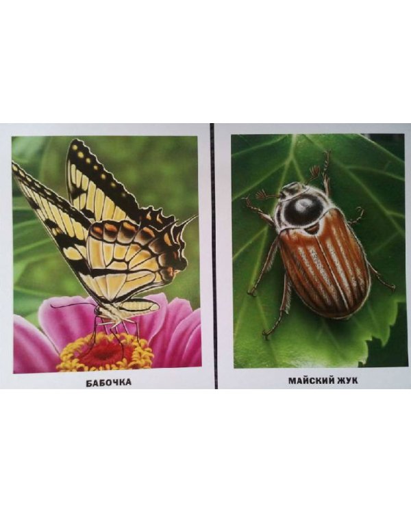 Обучающие карточки "Насекомые"