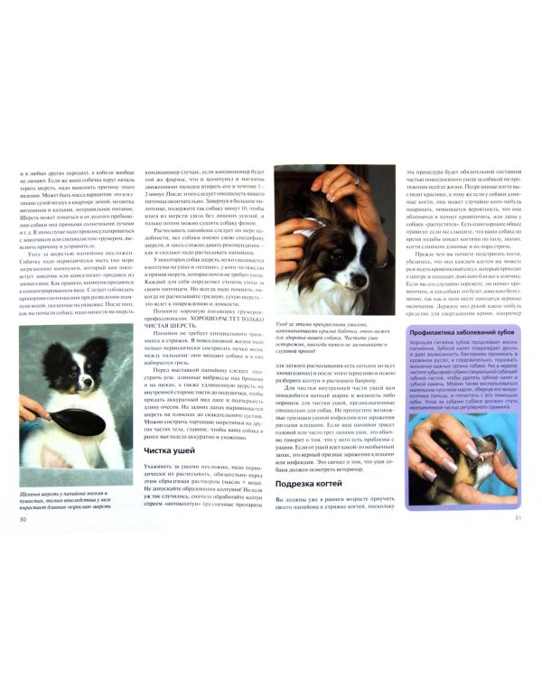 Папийон. Содержание и уход