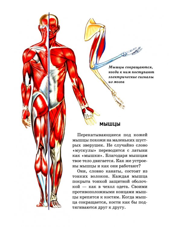 Анатомия человека