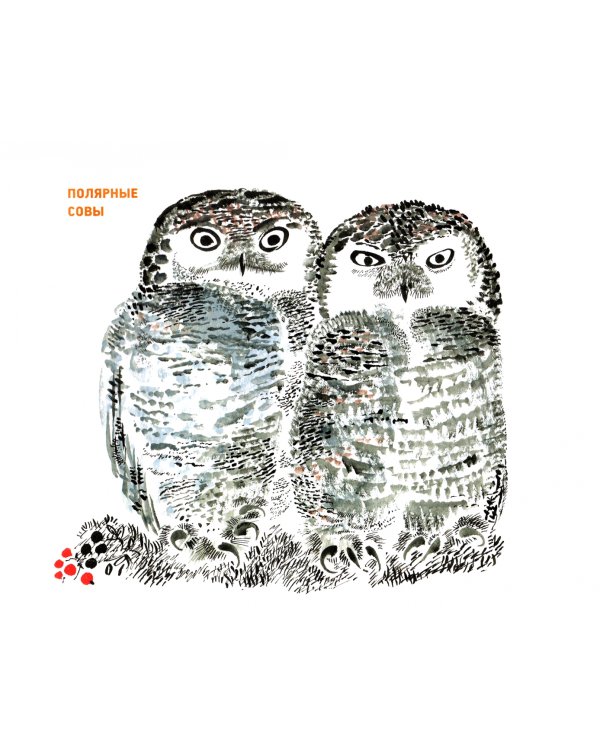 Рисуем птиц. Уроки Никиты Чарушина