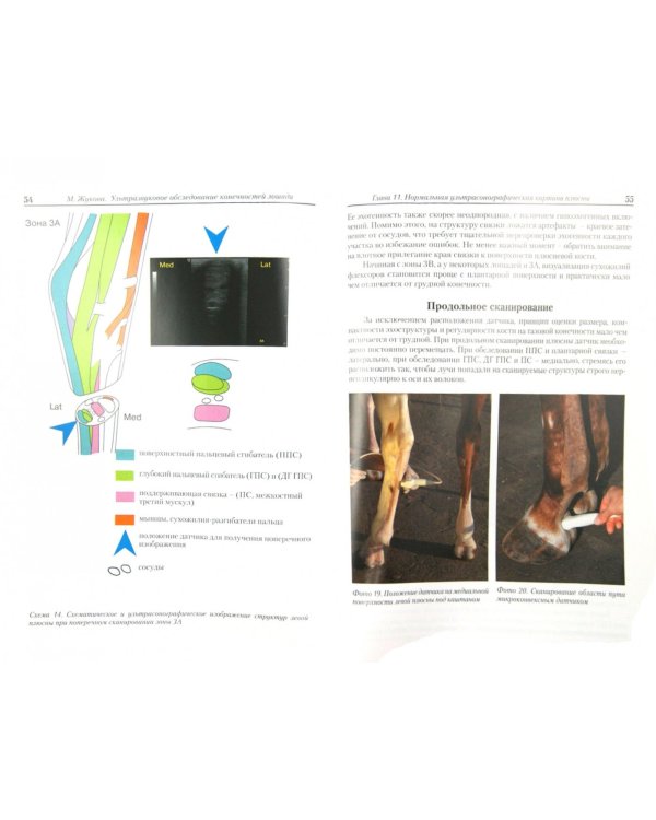 Ультразвуковое обследование конечностей лошади
