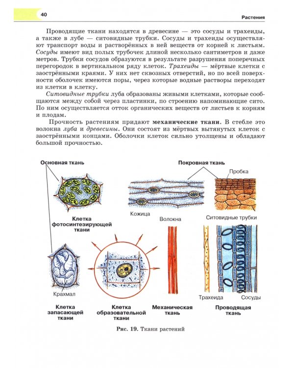 Биология. 6 класс. Растения, бактерии, грибы, лишайники. ФГОС