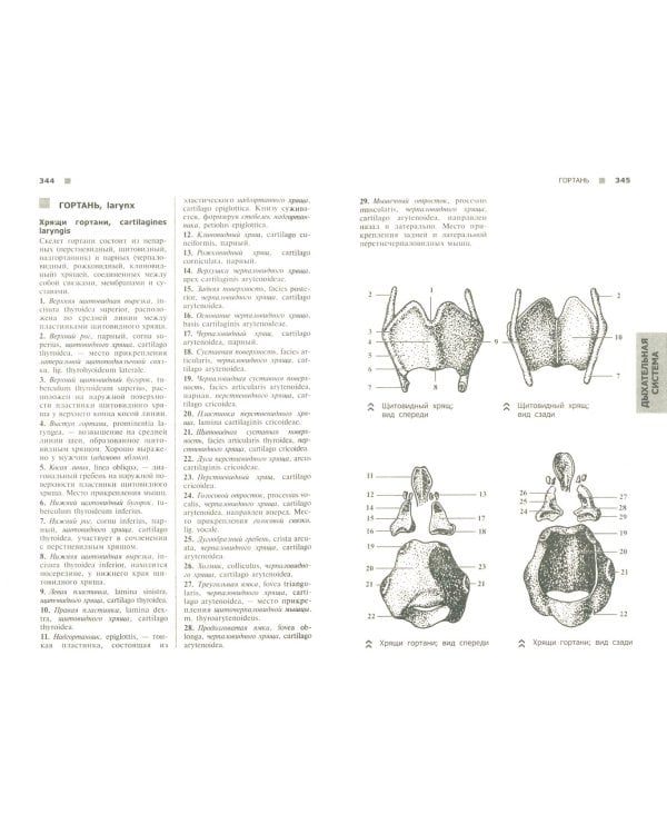 Справочный атлас анатомии человека (На основе Международной анатомической терминологии)