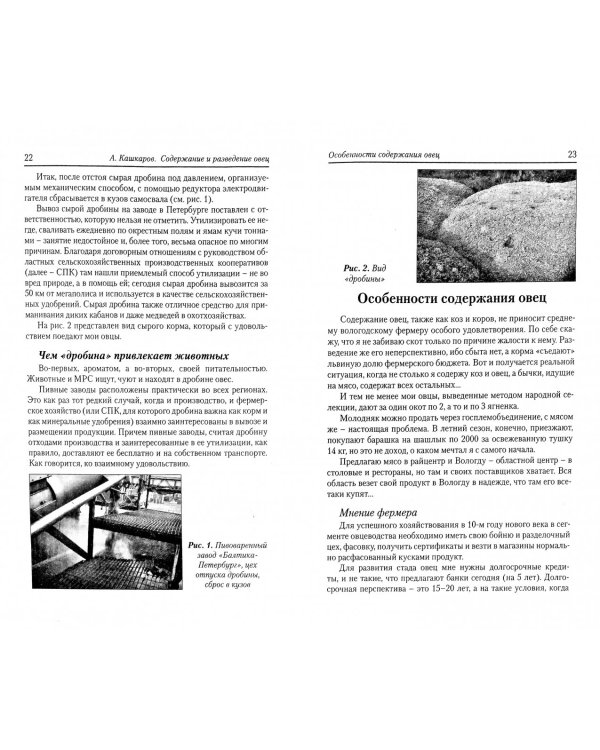 Содержание и разведение овец