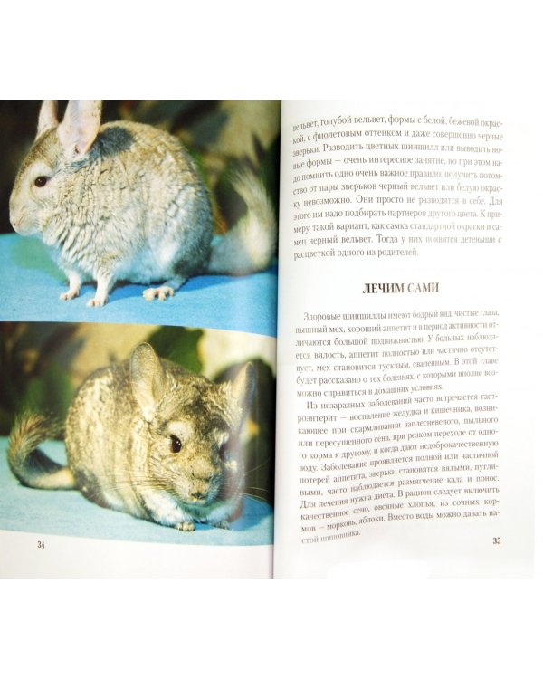 Шиншиллы. Содержание и уход