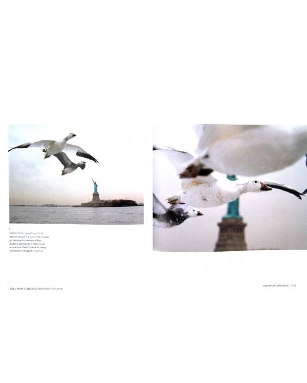 Мир с высоты птичьего полета