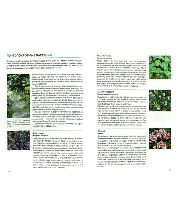 Тенелюбивые растения