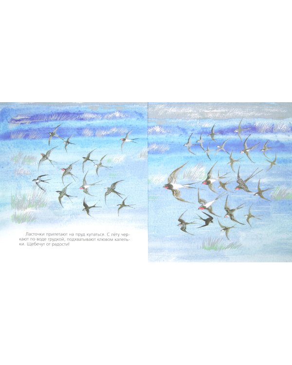 Бобровый пруд