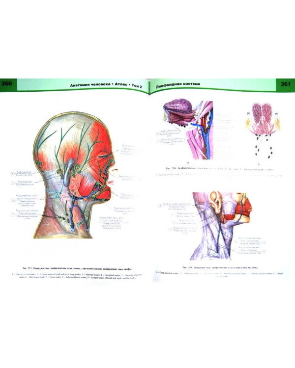Атлас анатомии человека. В 3-х томах. Том 2