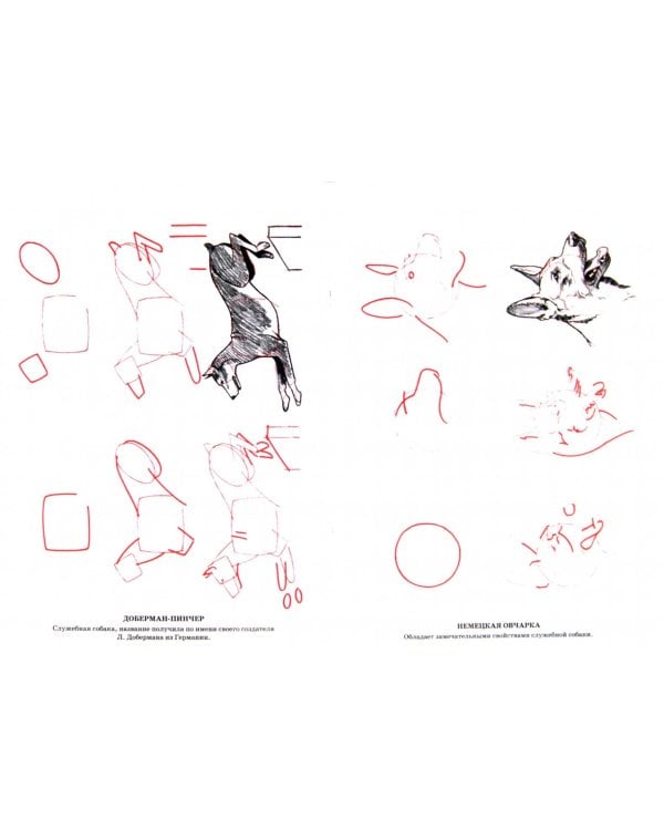 Рисуем 50 собак