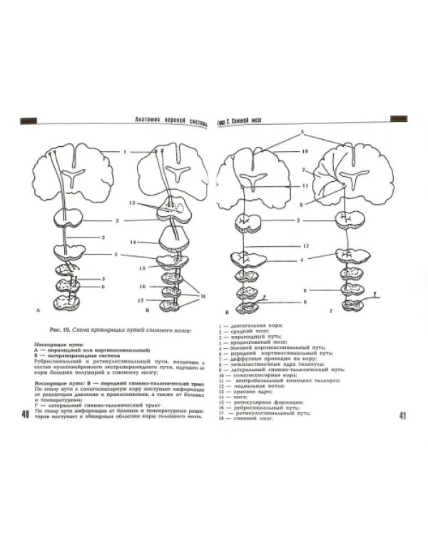 Анатомия центральной нервной системы. Учебное пособие